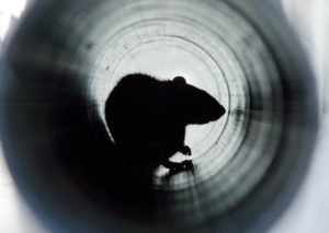 Rat crawling through pipes to gain access to a home